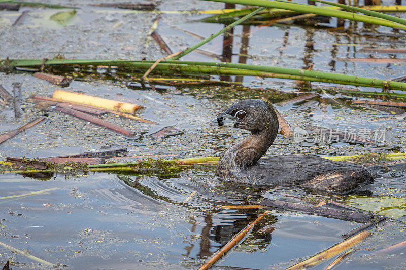 各种各样的账单Grebe, pid -billed Grebe, American dabchick。